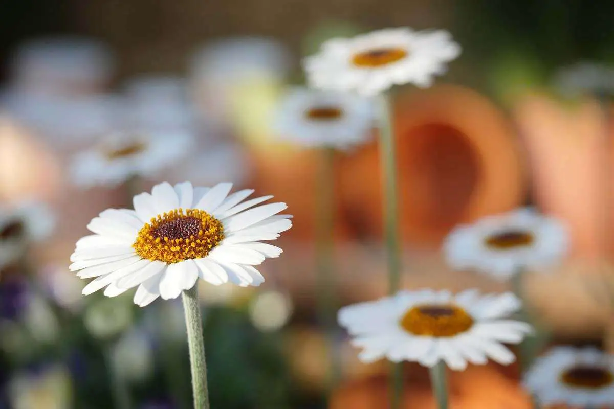 Daisies