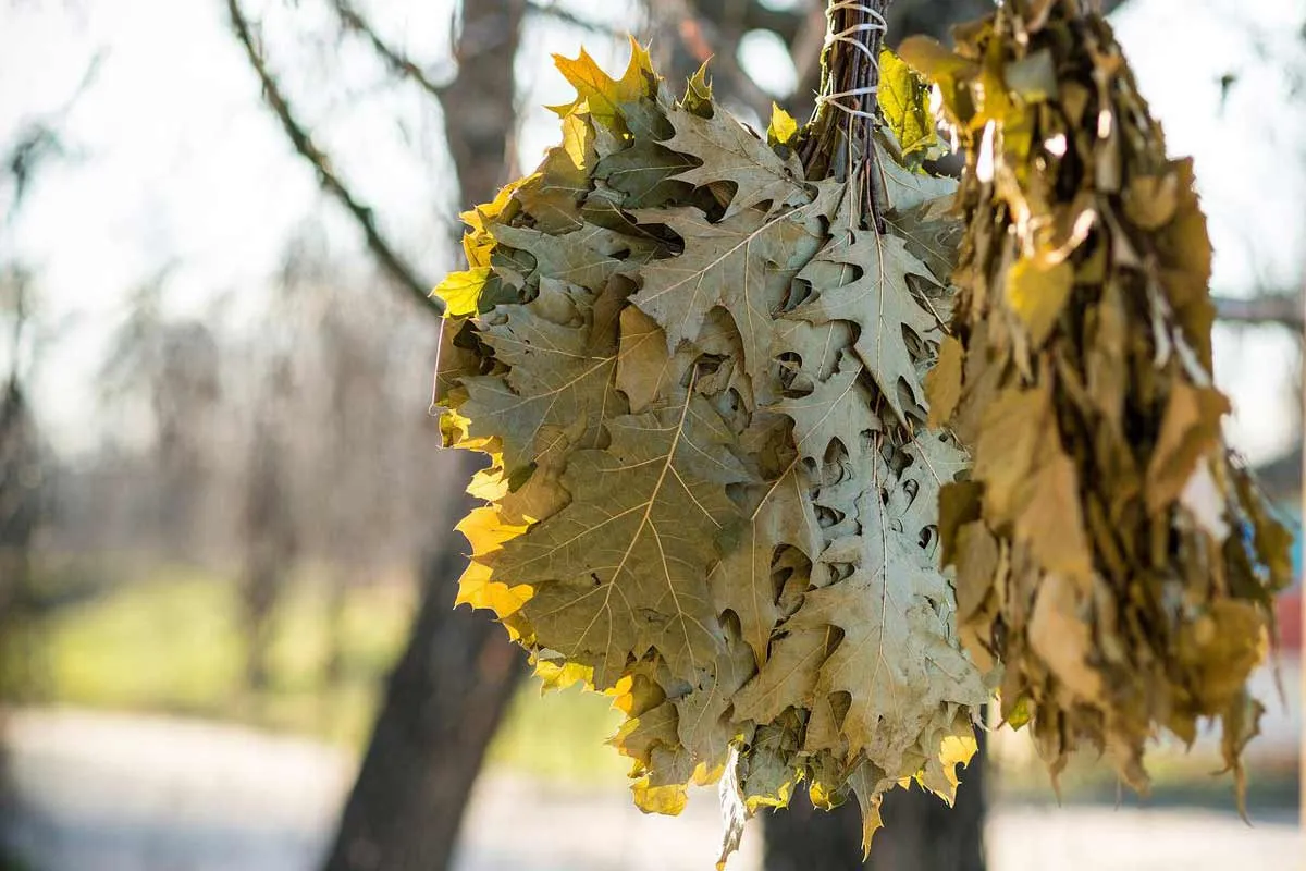 Dried Oak Tree Leaves
