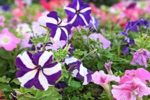 Dwarf Variety Petunias