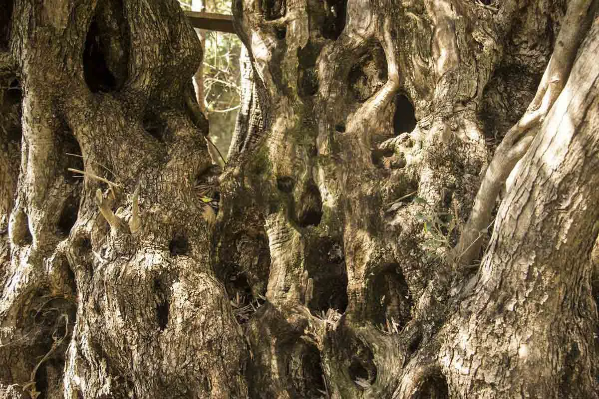 Dying Oak Tree