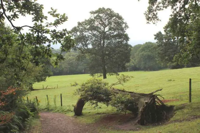 5 Reasons Why All Oak Trees Shed Bark Environment Buddy