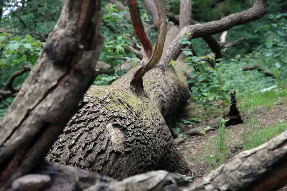 FallenOakTree1 Environment Buddy