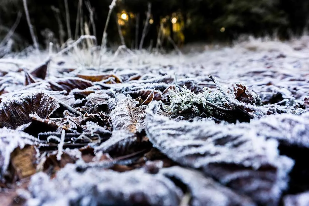 Fallen Oak Tree Leaves in the Winter