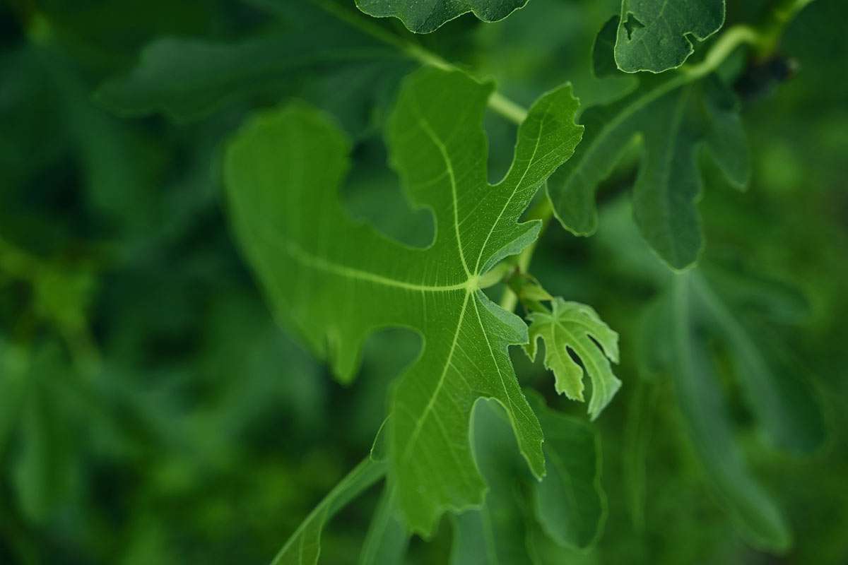 Unique Fig Tree Foilage