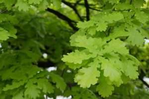 Healthy Oak Tree Leaves