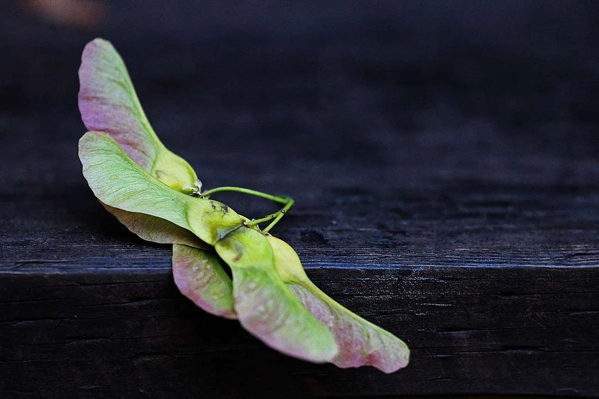 Fallen. Dried Helicopter Seed