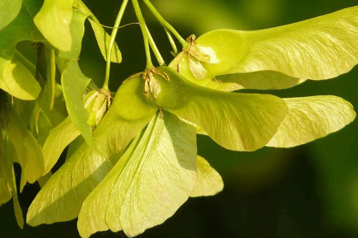 Helicopter Seeds on Tree