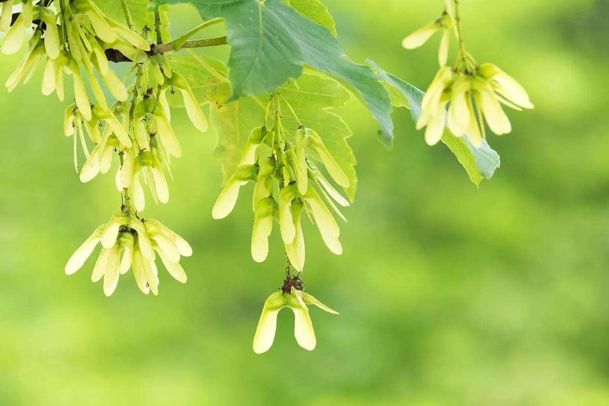 Helicopter Seeds growing on Maple Tree