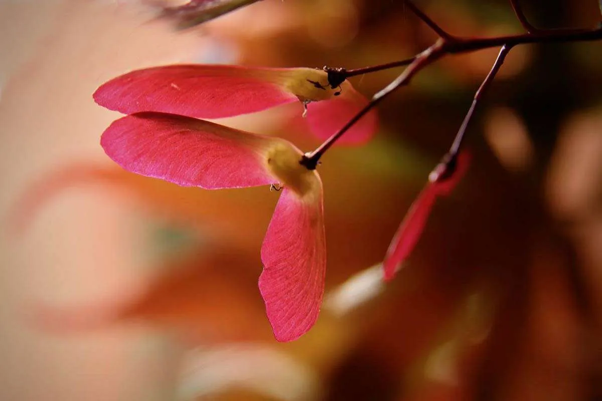 Red Maple Seed