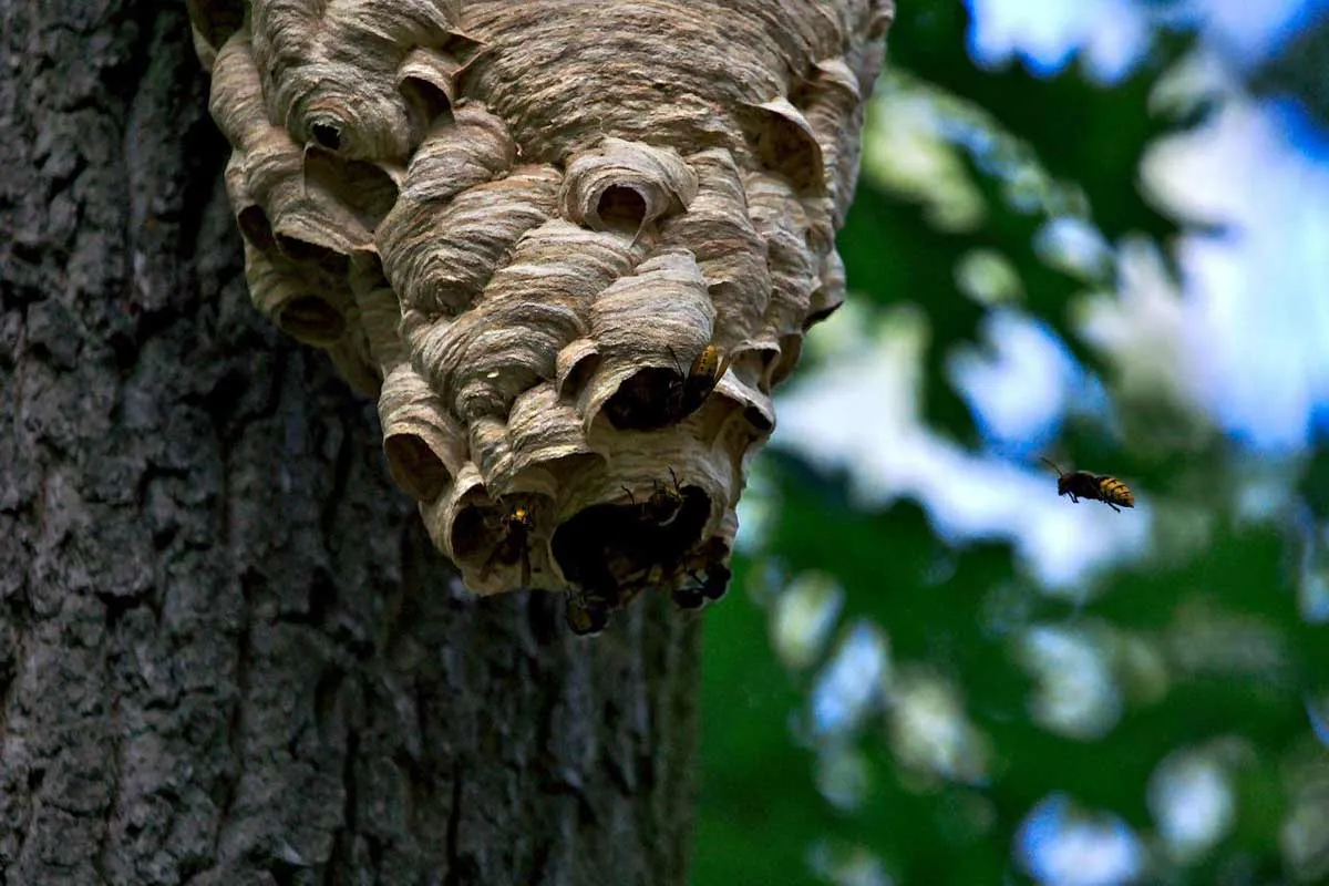 Why Is the Bark Peeling Off My Tree?