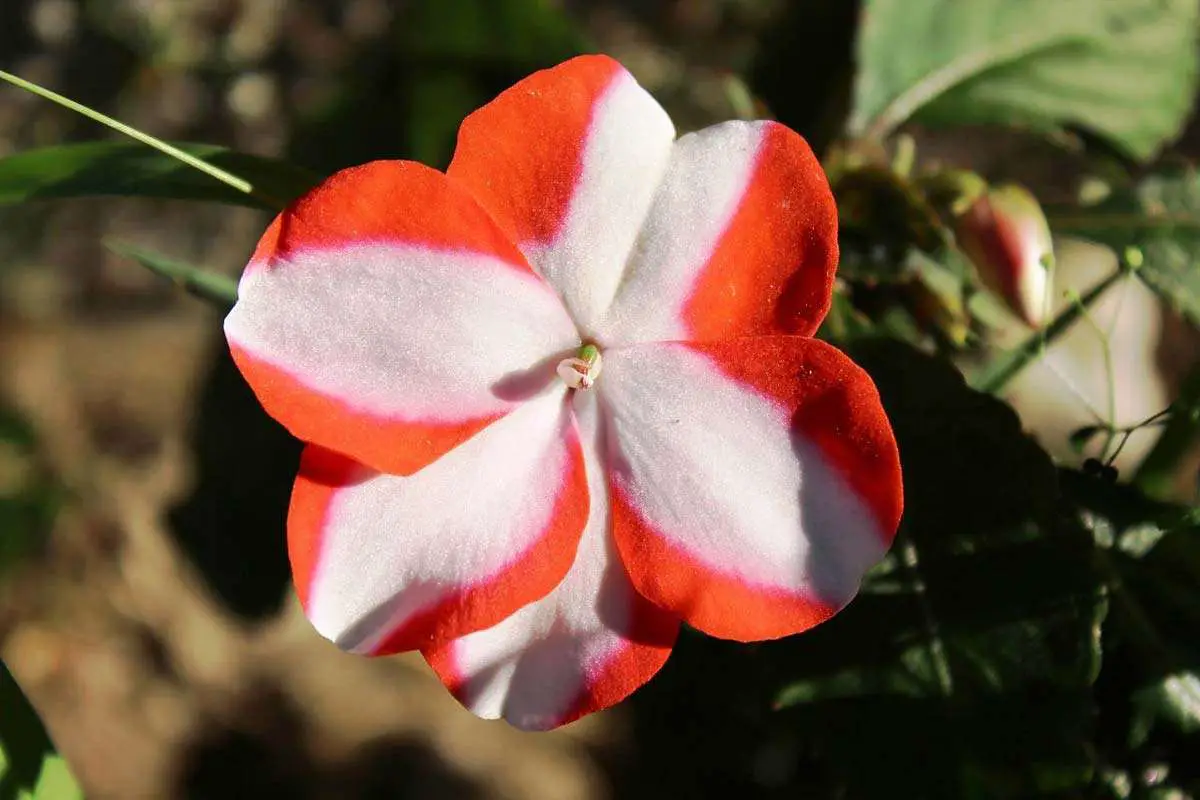 Impatiens