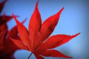 Red Maple Tree Foilage