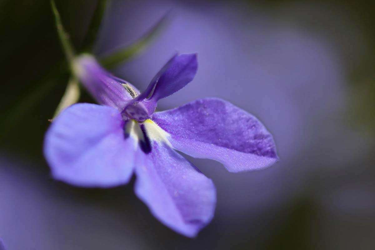 Lobelia