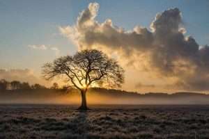 Single Oak Tree