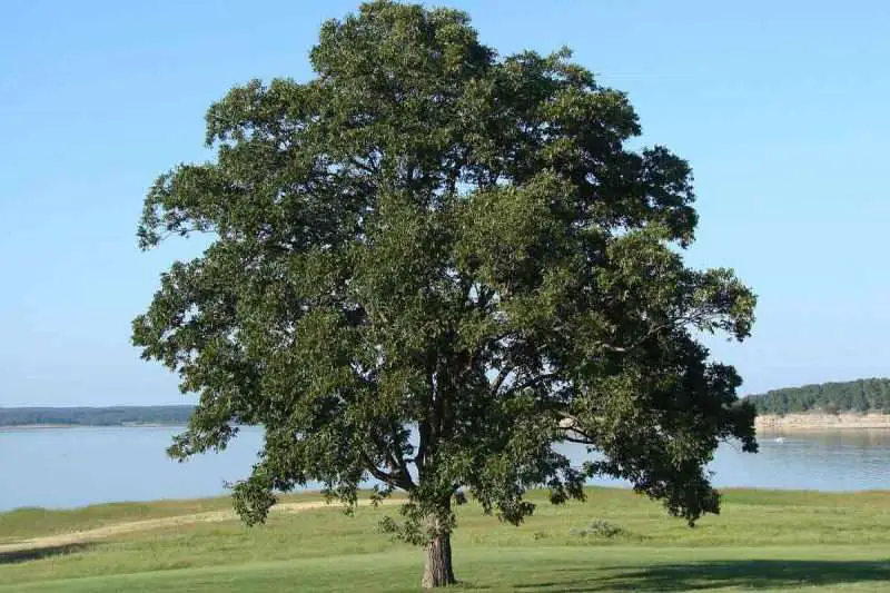 8 Easy Tips When Watering Your Oak Trees Environment Buddy