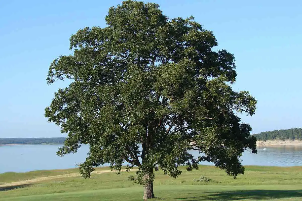 Lone Oak Tree Standing