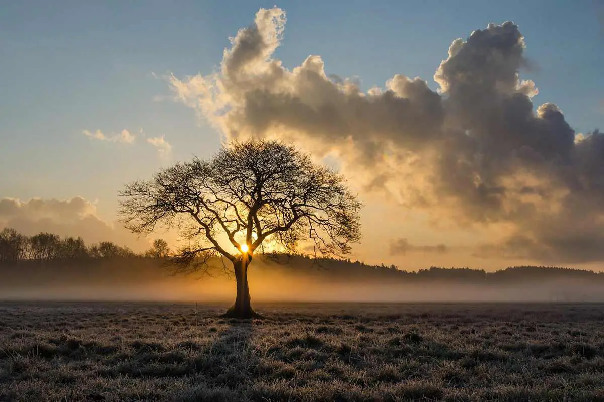 Single Oak Tree