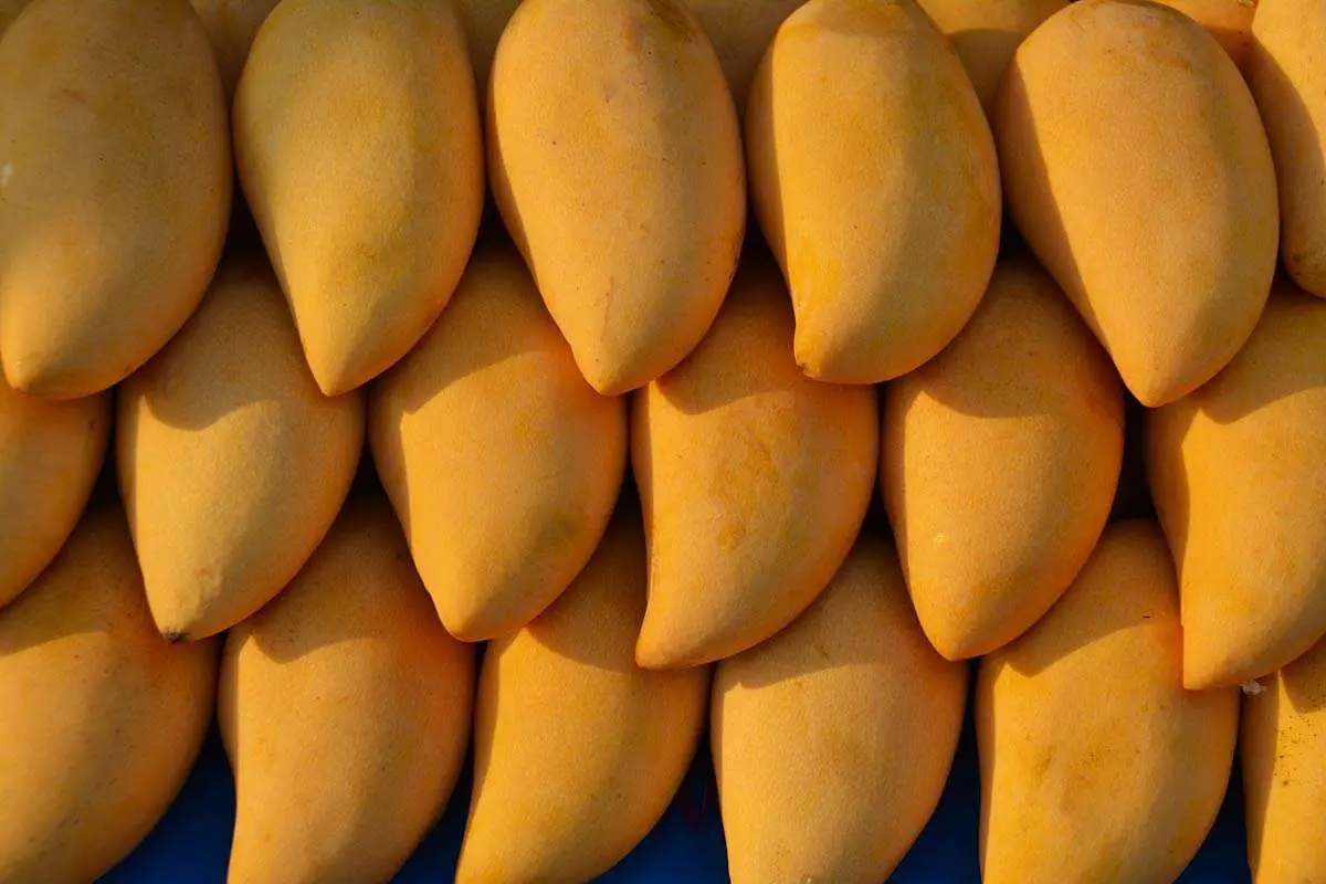 Ripe Mangos