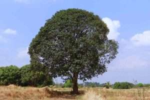 Maturing Mango Tree
