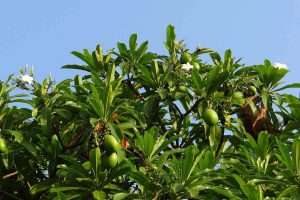 Mature Mango Tree