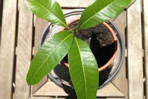 Mango Tree Plant