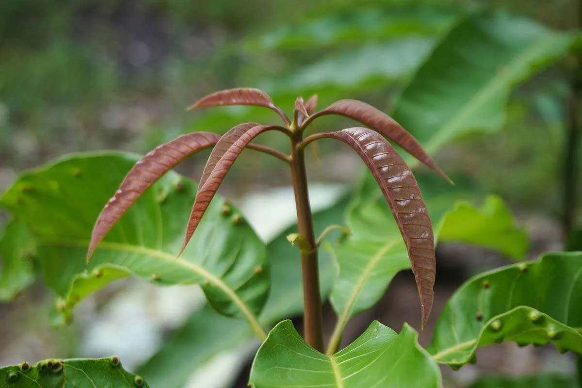 Mango Sappling