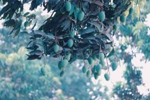 Mango Tree with Fruit