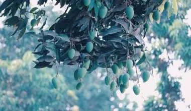 Mango Tree with Fruit