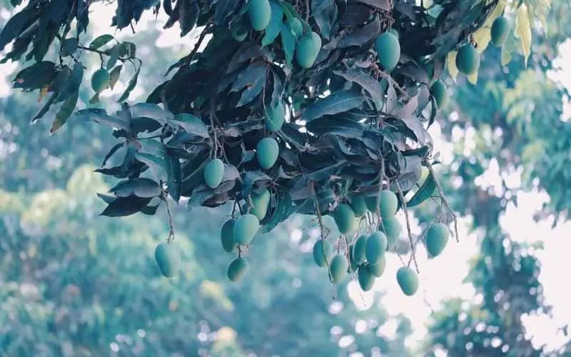 Mango Tree with Fruit