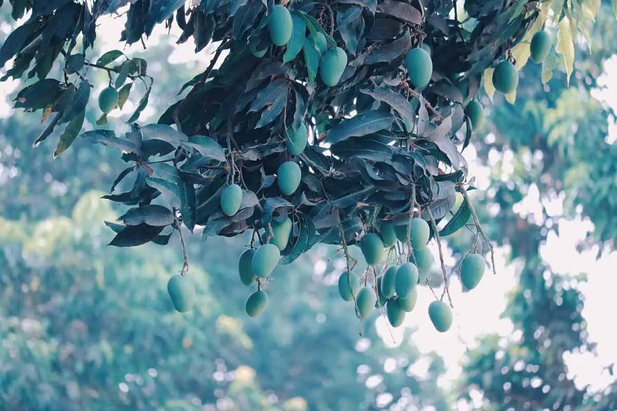 Footage of a Mango Tree in Full Bloom Stock Photo - Image of aromatic,  fresh: 115628698