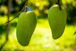 Mango's Hanging off Tree