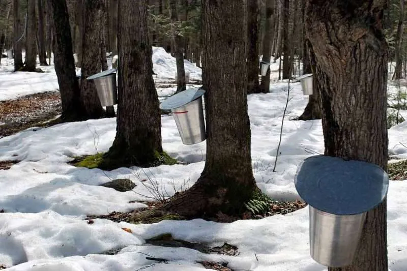 5 Types of Maple Syrup Trees In The World | Environment Buddy