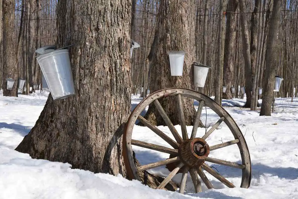 Sugar maple Trees