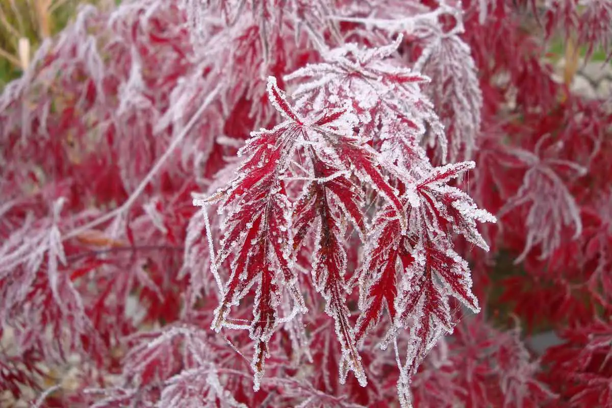 Maple Tree Leaves