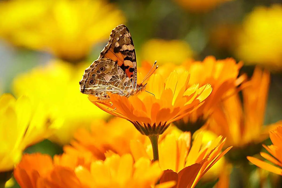 Marigolds