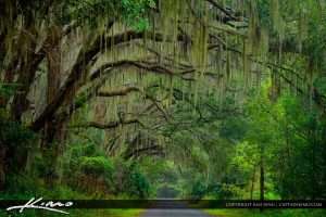 Spanish Moss hanging over tree branches