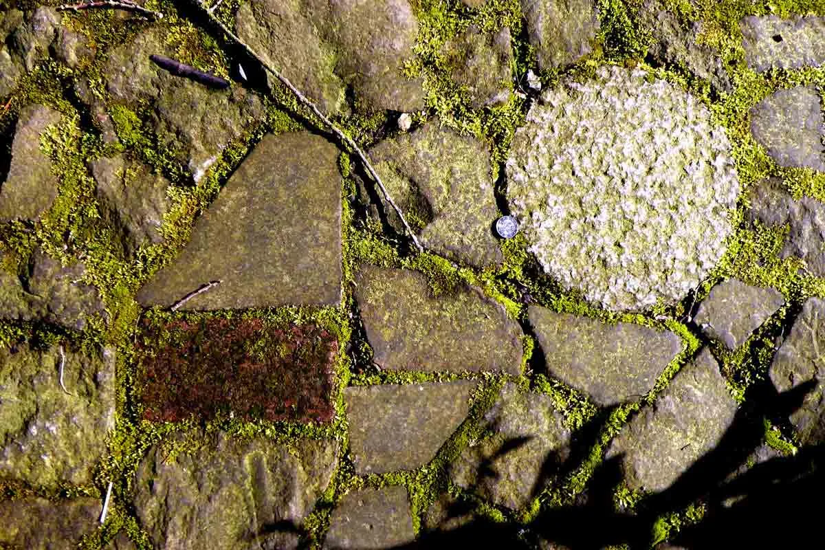 Moss growing over pavement