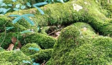 Moss spread over tree branches