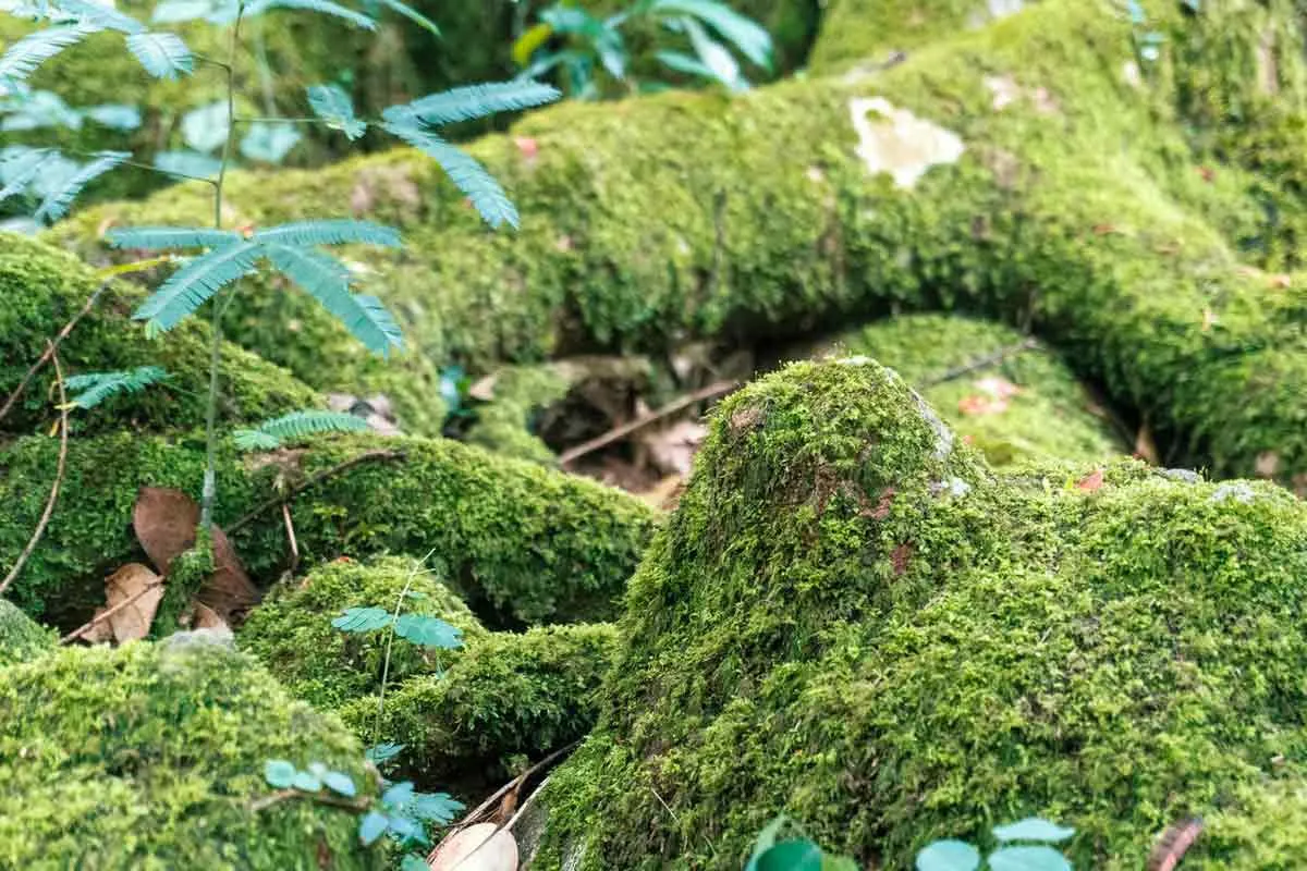 Moss spread over tree branches