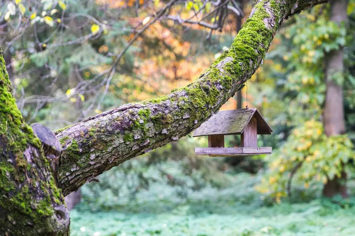 Moss on Tree branch