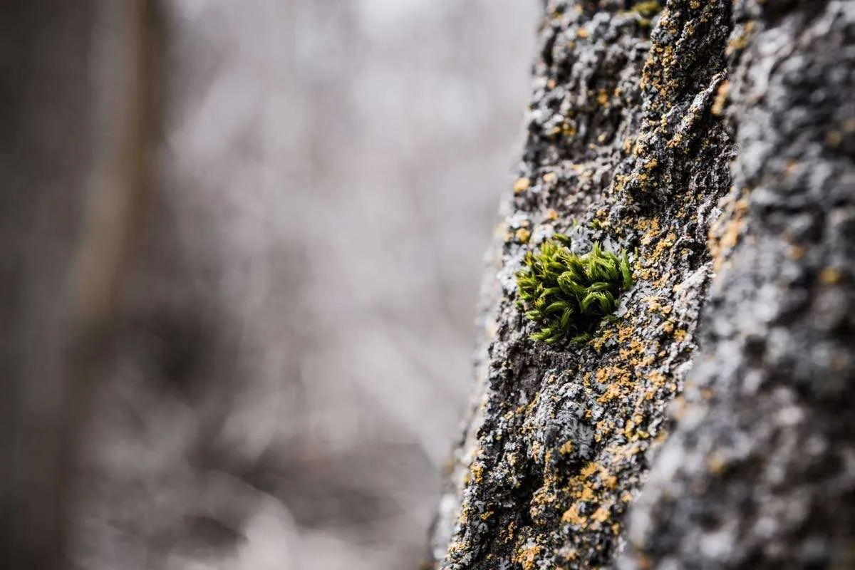 Ball moss sprouting on side of tree