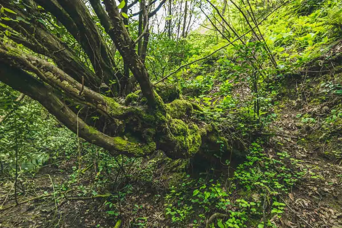 Moss covering tree and floor