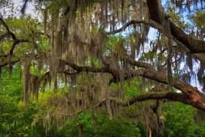 Spanish moss heabvily covering tree