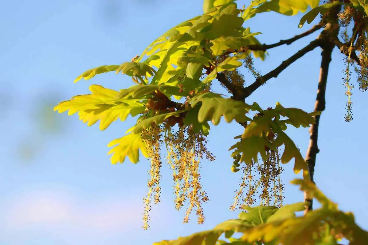 Oak Tree Flowers