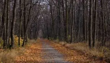 Oak Tree Forest