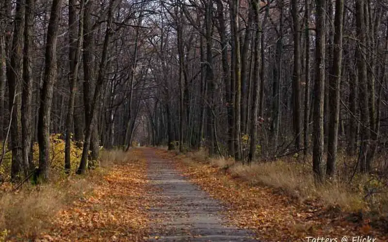 Oak Tree Forest