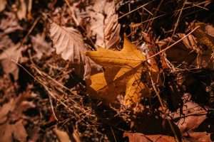 Oak Tree Leaf