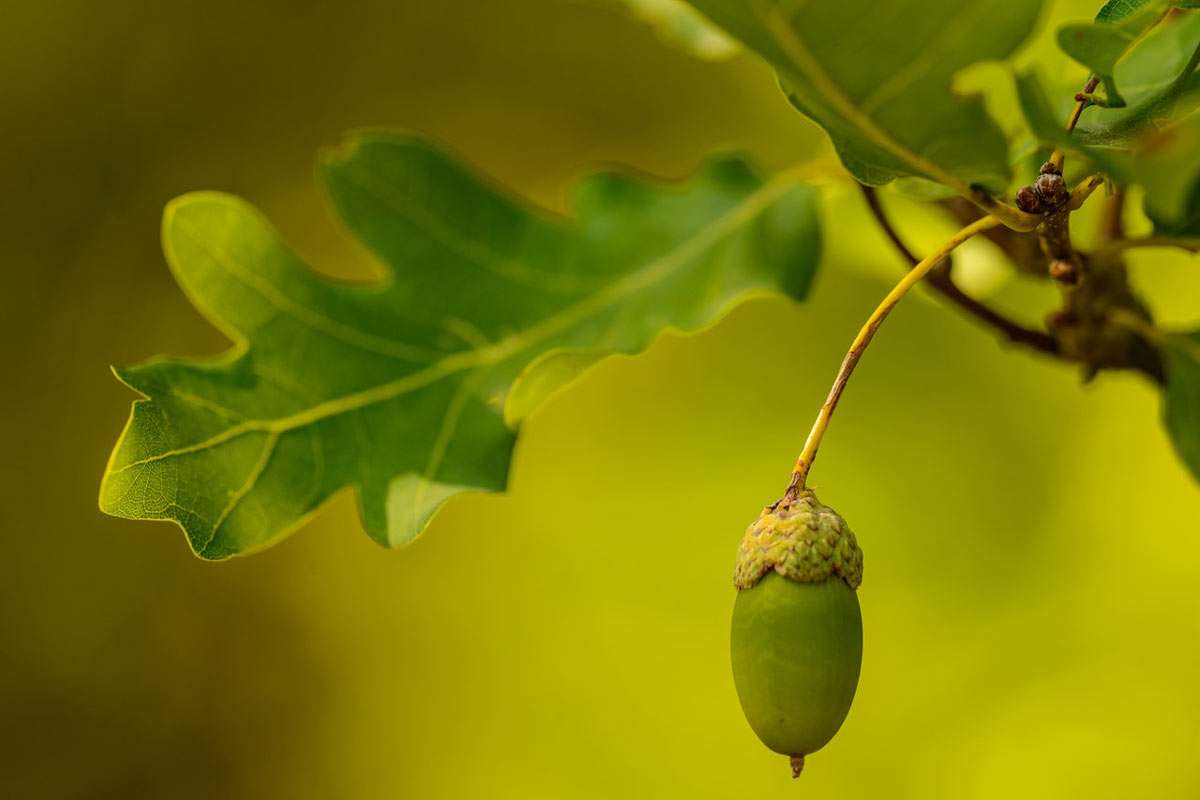 Acorn hanging off Oak Tree