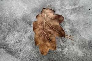 Oak-Tree Leave on Frozen Ground