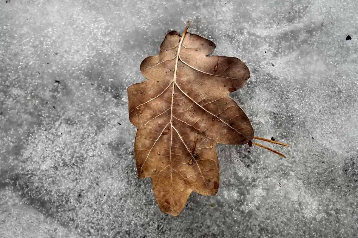 Oak Tree Leave on Frozen Ground